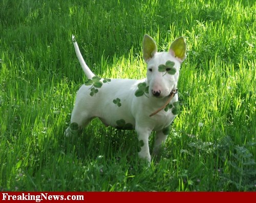 [st pat's doggie[5].jpg]