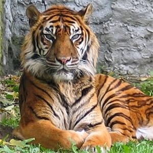[Sumatran_tiger_1809_19141586_0_0_701[2].jpg]