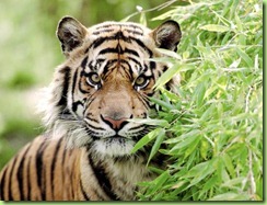 indochina_tiger