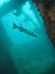 Great Barracuda in US Liberty wreck