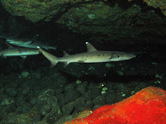Sharks at Gili Tepekong