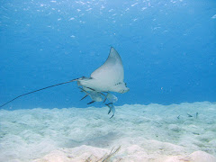 Eagle Ray bij Red Slave