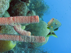 Oriental sweetlips