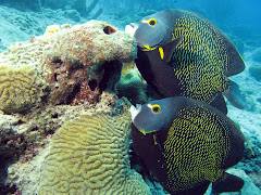Angelfish