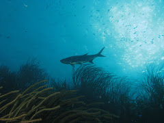 Tarpon bij Red Slave