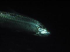 Tarpon by night