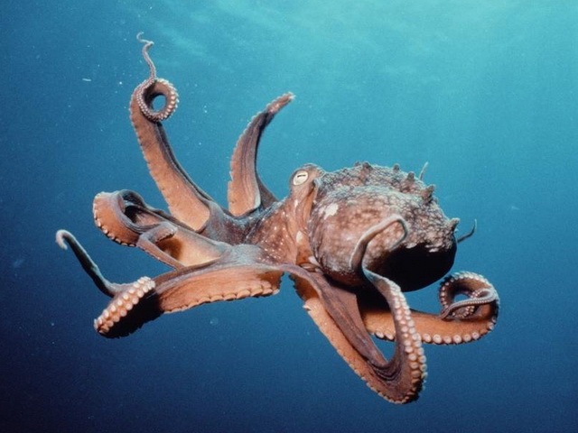 [animals_www.wonders-world.com_005[2].jpg]