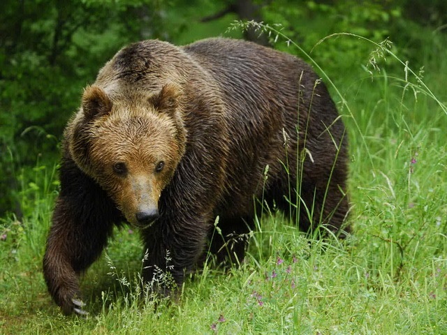 [list of major species bears_www.wonders-world.com_1201[2].jpg]