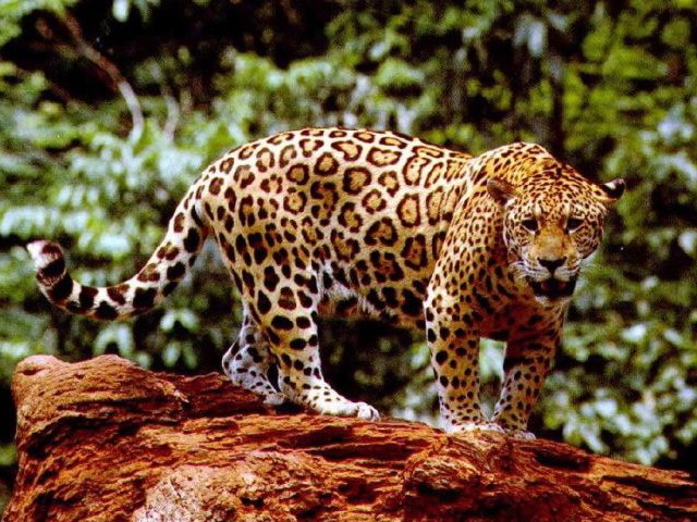 [The 7 Big Cat Species_www.wonders-world.com_1166080771[2].jpg]