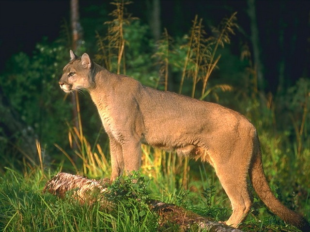 [The 7 Big Cat Species_www.wonders-world.com_1166080773[2].jpg]