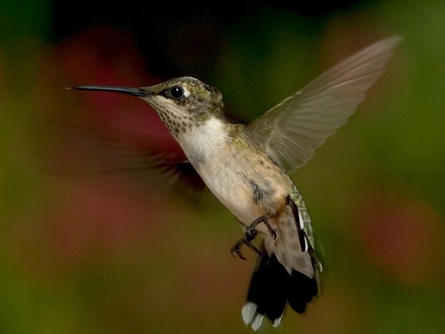 [Hummingbirds at least the birds in the World_www.wonders-world.com_19[2].jpg]