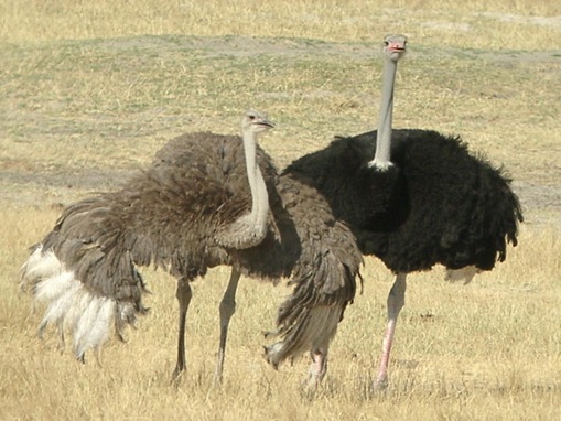 Ostrich biggest, strongest, fastest bird in the World_www.wonders-world.com_4