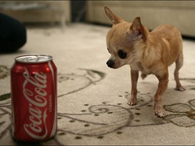 List-smallest-animals-in-the-World_www.wonders-world.com_15a List-smallest-animals-in-the-World_www.wonders-world.com_15a
