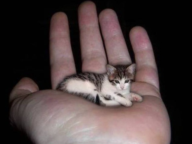 [List-smallest-animals-in-the-World_www.wonders-world.com_1t[2].jpg]