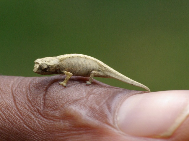 [List-smallest-animals-in-the-World_www.wonders-world.com_1b[2].jpg]