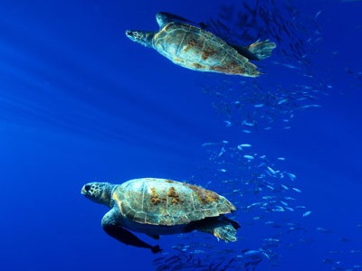 [loggerhead-sea-turtle-endangered-lg[6].jpg]