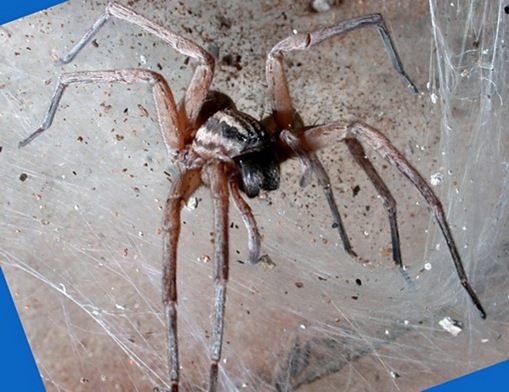spider bites images. spider spider bite. spider bites images. spider