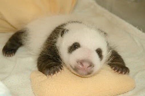 [Process of Baby Panda Growing 12[2].jpg]