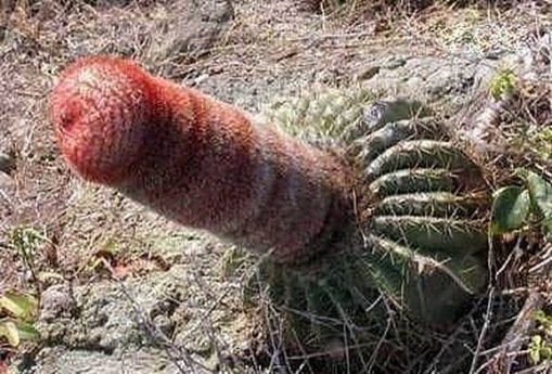 Most Suggestive Cacti On Earth 284