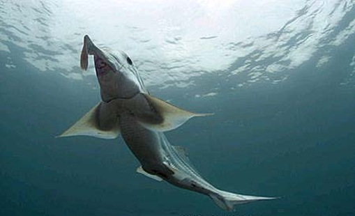 ghostshark Ghost Shark