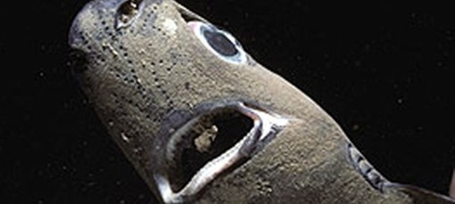 Bizarre_Sharks Spined Pygmy Sharks