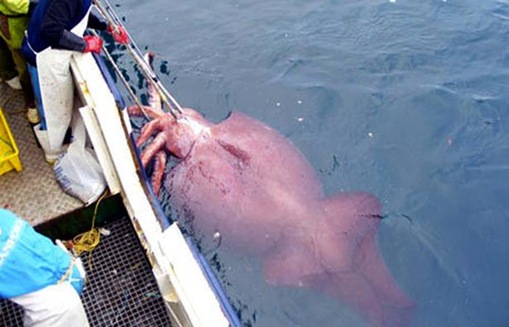  The Colossal Squid 