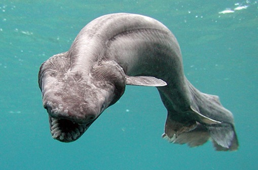 The Frilled Shark 