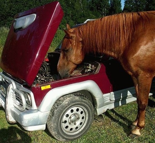 Stupid Animals Stupid Animals