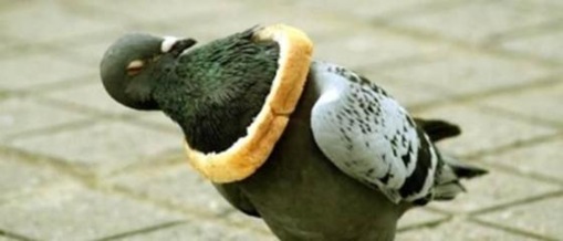 Stupid Animals Stupid Animals