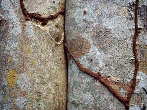 tress-pattern-8 Termite Tunnels