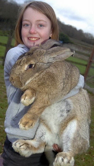 biggest-bunny