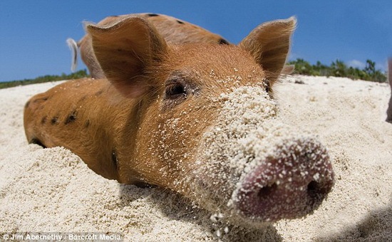[happy pigs 05[2].jpg]