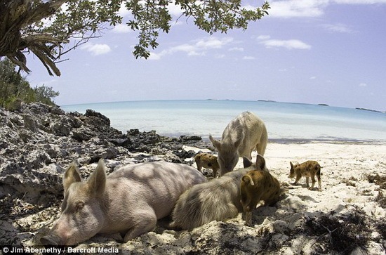 [happy pigs 09[2].jpg]