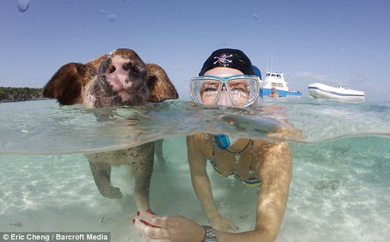 [happy pigs 03[2].jpg]