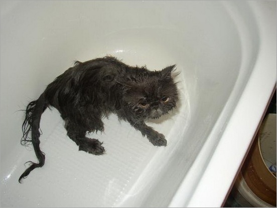 How do you Bathe your Cat 01