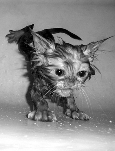 [How do you Bathe your Cat 06[2].jpg]