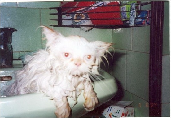 How do you Bathe your Cat 10