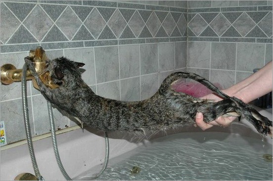 How do you Bathe your Cat 11
