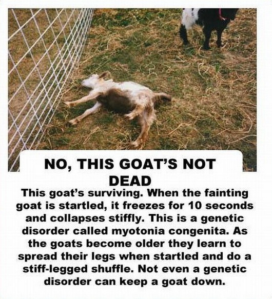 [facts about the goat -2147483647[2].jpg]