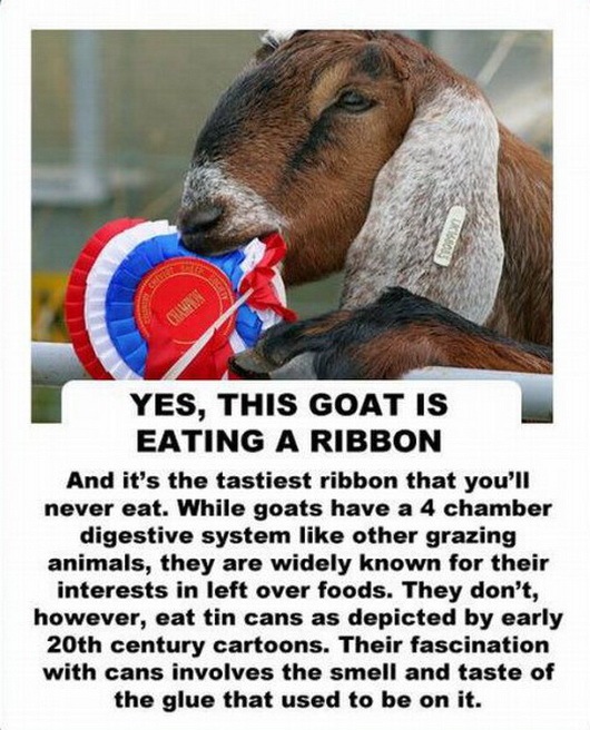 [facts about the goat -2147483646[2].jpg]