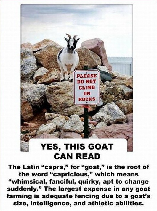 [facts about the goat -2147483644[2].jpg]