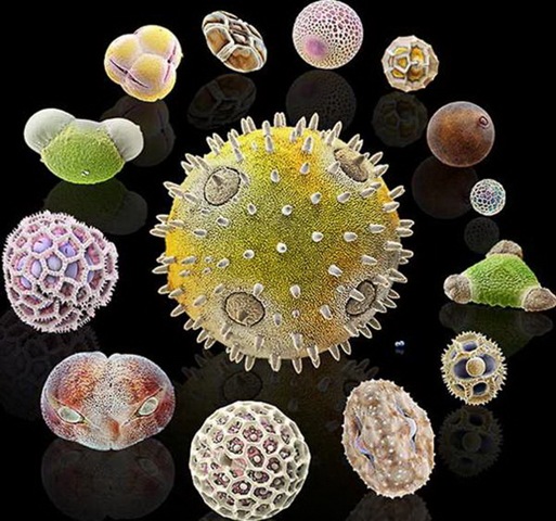 [amazing_pollen_grains_under_microscope_14[2].jpg]