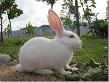 Rabit_At_Hainan