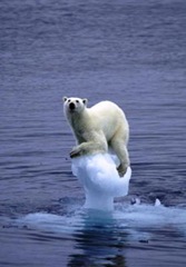 calentamiento-global-oso