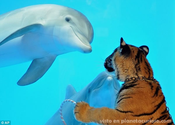 [delfin-tigre-amigos[5].jpg]