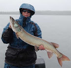 41.5-inch Musky caught fishing at Fireside Lodge www.firesidelodgefishing.com
