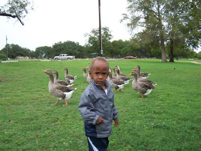 Playing with the Geese