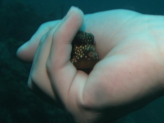 [trunk fish sk[2].jpg]