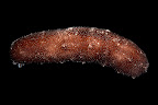 Holothuria whitmaei. Kosrae, Federated States of Micronesia.