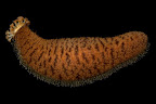Actinopyga echinites. Kosrae, Federated States of Micronesia.